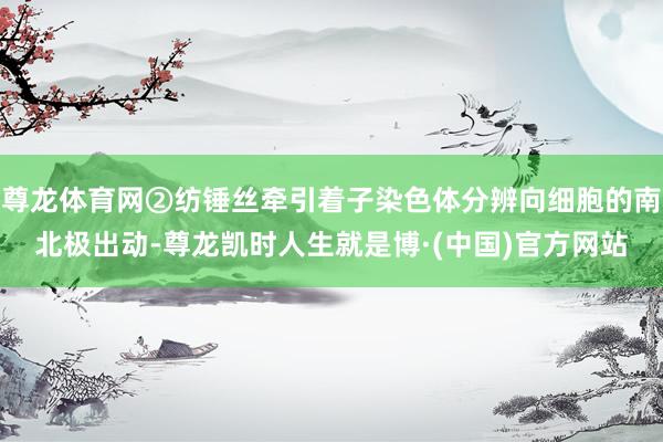 尊龙体育网②纺锤丝牵引着子染色体分辨向细胞的南北极出动-尊龙凯时人生就是博·(中国)官方网站
